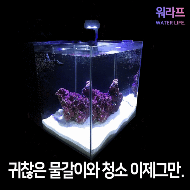 워라프어항: 우리집 물멍 생활, 이제 시작해볼까요? 😍